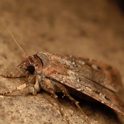 Bogong moths use a stellar compass for long-distance navigation at night