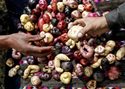 Evolutionary origins of the potato revealed – and a tomato was involved