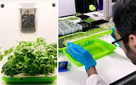 Lessons learned from using NFT growing methods - Verticalfarmdaily.com: global indoor farming news