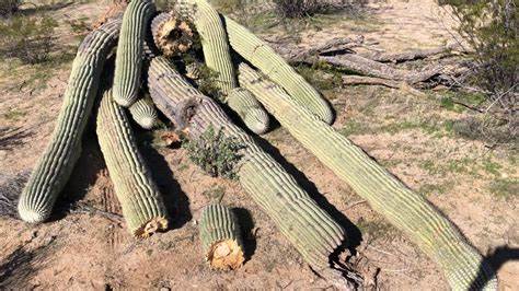 Here is Why Cactus (WHD) Fell Recently