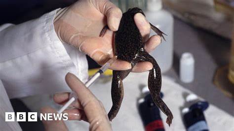 Escapee pregnancy test frogs colonised Wales for 50 years