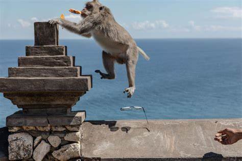 The criminal enterprise run by monkeys