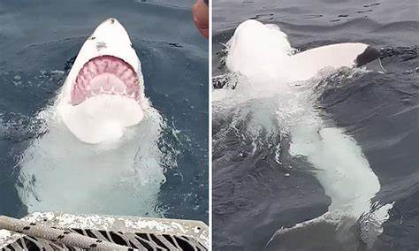 Why sharks 'freeze' when turned upside down