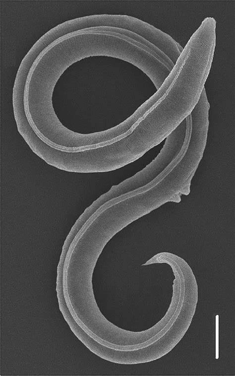 A novel nematode species from the Siberian permafrost