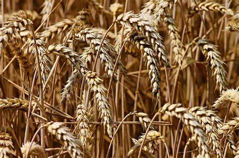 Grains, Unrest, & Gold: What Middle East Tensions Mean for Your Portfolio Now