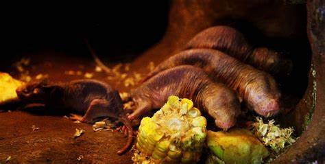 Why Naked Mole-Rats Don't Get Cancer [video]