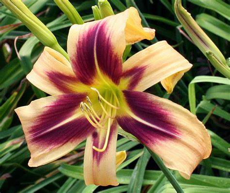 Hemerocallis 'Bat Signal'