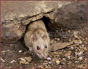 The rat problem is worsening in several communities, and solutions − like the rodents − are elusive