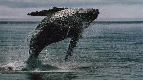 Crypto Daybook Americas: SUI, STX Outperform as Bitcoin Whales Position for Gains