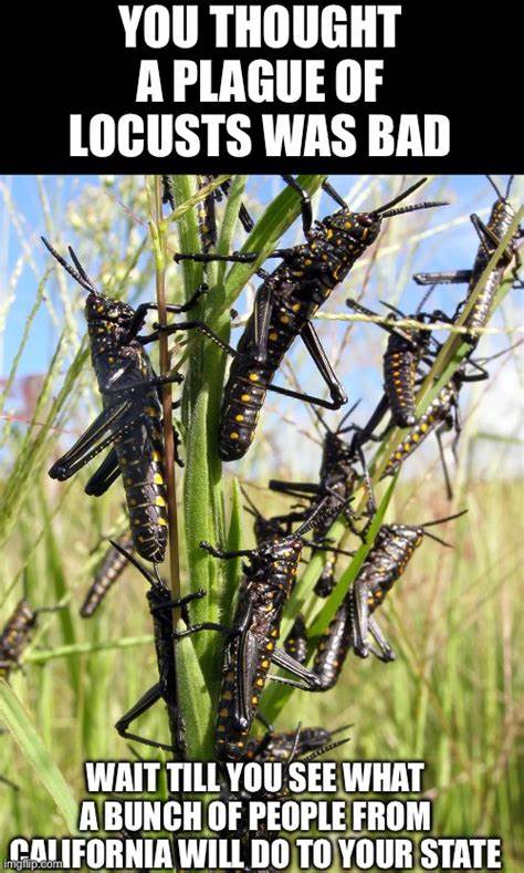 A Plague of Pests Is Coming for California