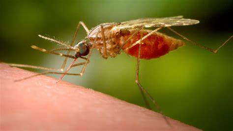 Genetically Engineered Mosquitoes Could Wipe Out Malaria