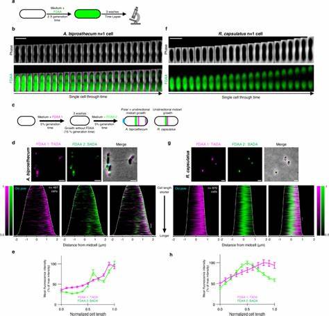 Phenotypic plasticity in cell elongation among closely related bacterial species