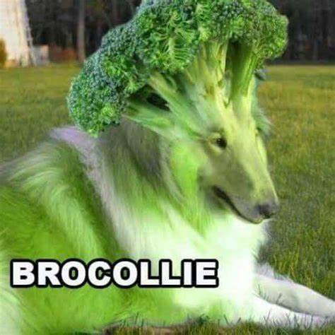 Quick Take: CZ’s Dog Broccoli Sparks Meme Coin Frenzy, But Scams Loom - BitPinas