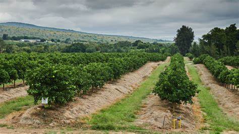 Trump Tariffs Sour the Fortunes of South Africa’s Citrus Farmers