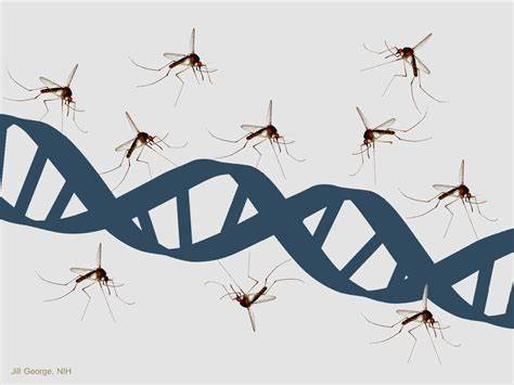 New CRISPR Tool Makes Mosquitoes Highly Resistant to Malaria Parasite (2018)