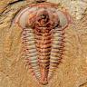 Living Fossil