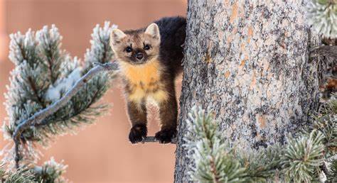 A smaller Marten turns in a second quarter of 2025 much like a year earlier