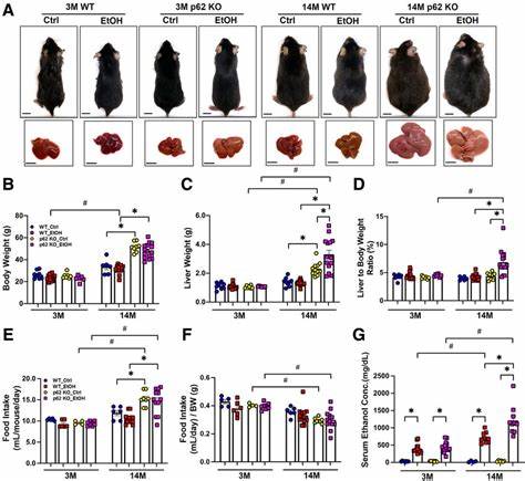 Obese mice live 26% longer with a single protein overexpression