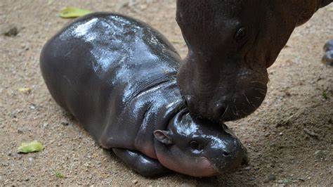 Everything you need to know about Moo Deng, the iconic baby hippo