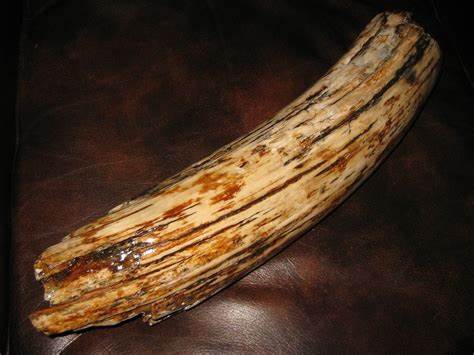topic Re: Selling Woolly Mammoth Ivory teeth is legal in the US. in Selling