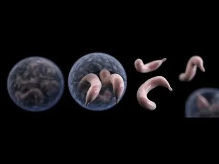A parasitic infection called Crypto is on the rise in U.S. swimming pools - South China Morning Post