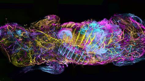 Giant map details nerves across a mouse's body: see stunning pics