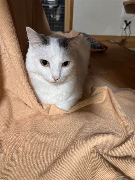 メールの本文に添付されてしまう時があります。 -アウトルック2010- Outlook（アウトルック） | 教えて!goo