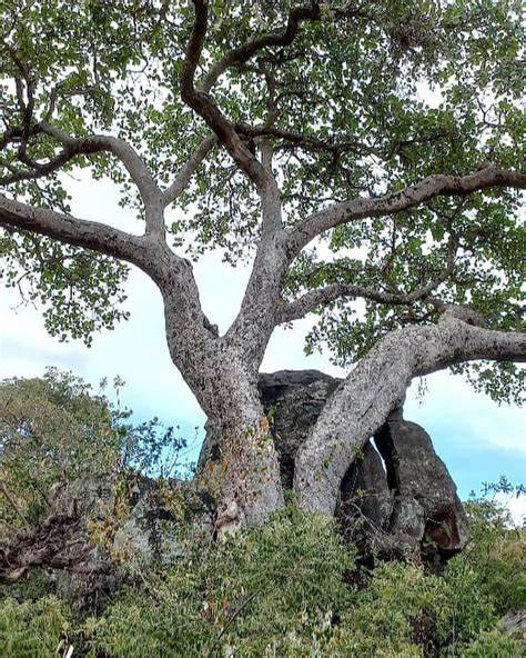 Kenyan fig trees turn CO2 into rock