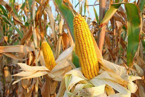 Corn Slide Continuing on Wednesday Morning