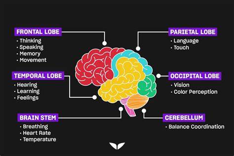 Little videos are cooking our brains: How do we reclaim our attention?