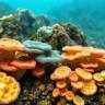 Marine fungi could help feed the world and fight disease