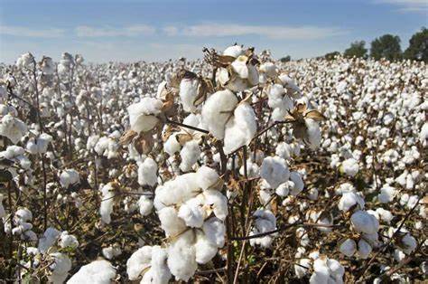 Cotton Pops Higher: Is the Downtrend in Prices Really Over?