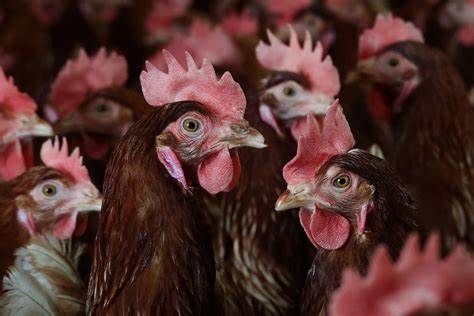 RFK's proposal to let bird flu spread through poultry