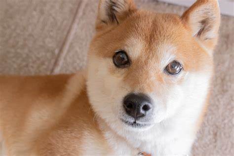 Can Shiba Inu Reach $1? Yes, but It Could Take 27,006 Years! Let Me Explain. - The Motley Fool