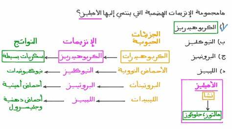 ما هو إنزيم الأميليز - e3arabi - إي عربي