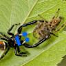 Female jumping spiders drive hybridization by favoring red males across species
