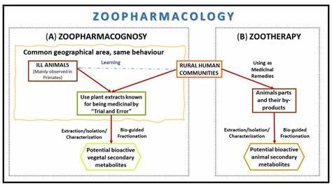 Zoopharmacognosy