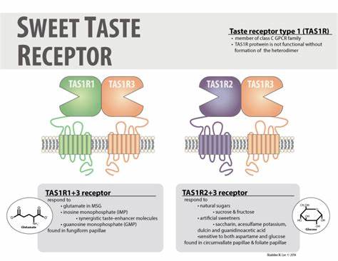 Structural and functional characterization of human sweet taste receptor