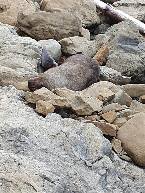 Arctocephalus forsteri (Lesson, 1828) - GBIF