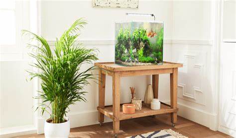 Les meilleurs aquariums pour débutant - Jardiland