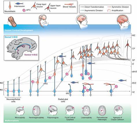 Early development of cortical disorders modeled in human neural stem cells