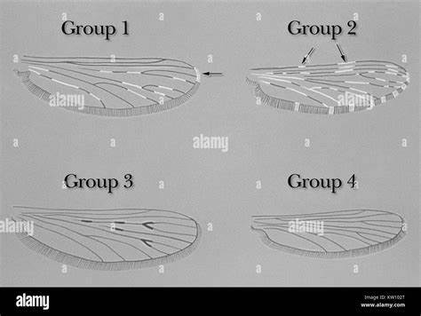 Scale-crossing wing variations reveal link between micro- & macroevolution