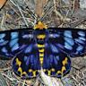 Bogong moths use a stellar compass for long-distance navigation at night