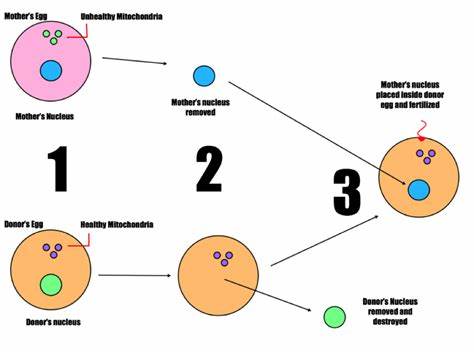 A third parent's DNA can prevent an inherited disease