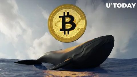 Bitcoin: Who really owns it, the whales or small fry? - The Irish Times