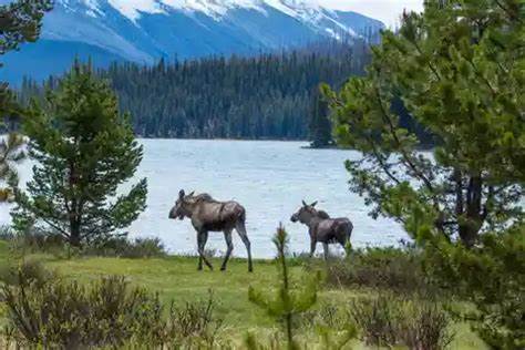Medicine Lake in Jasper National Park bezoeken? Boek ... - GetYourGuide