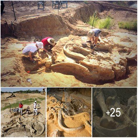 Fossil found in Texas may be one of the most complete yet
