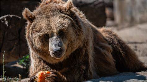 First Direct Evidence of Gladiator Fights Against Brown Bears