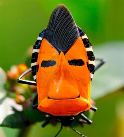 One of the Weirdest Bugs