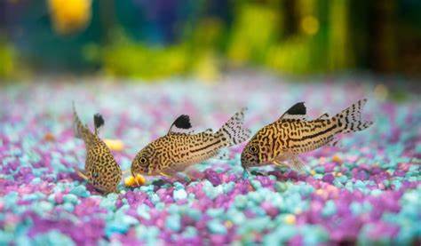 Les meilleurs poissons de fond pour maintenir un aquarium propre
